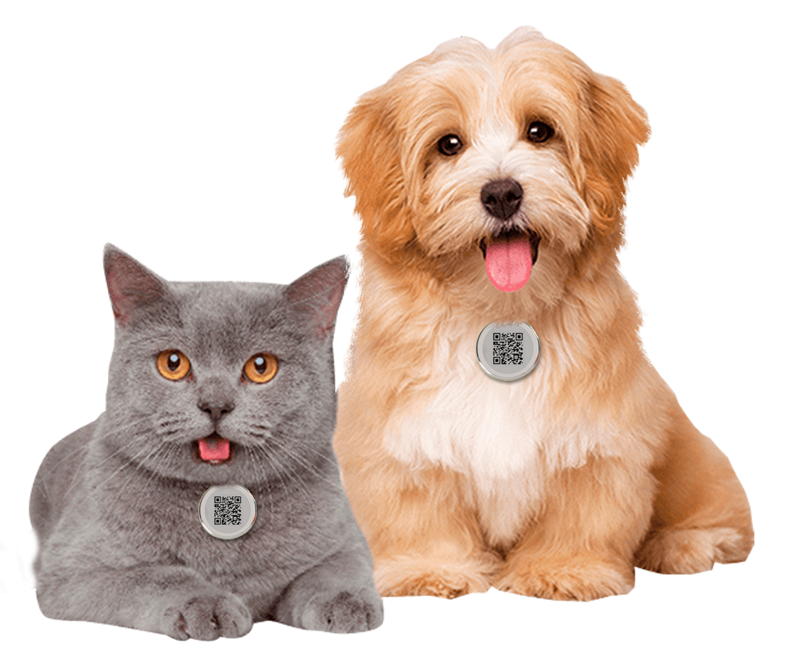 Placas de Identificao de Pets